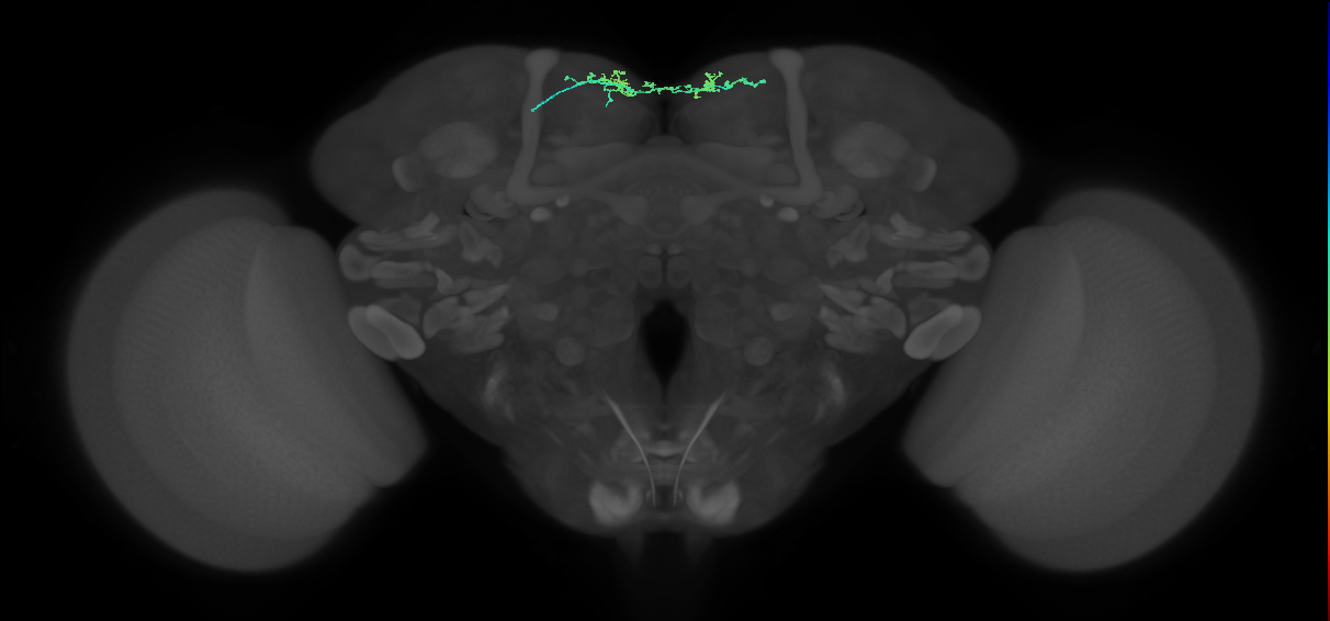 SLP212(ADL27)_L (FlyEM-HB:519004170)