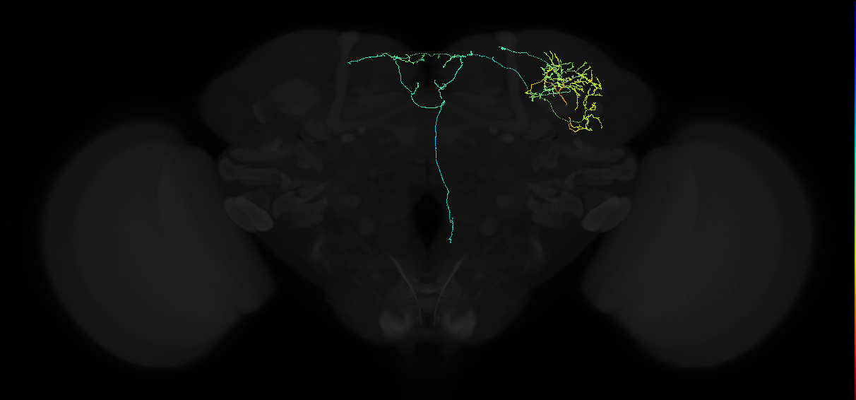 adult superior lateral protocerebrum neuron 213