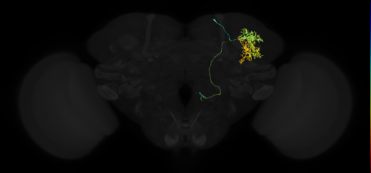 adult superior lateral protocerebrum neuron 215