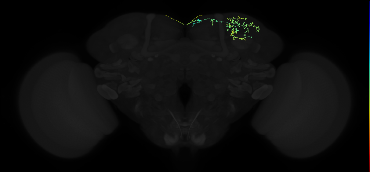 adult superior lateral protocerebrum neuron 217
