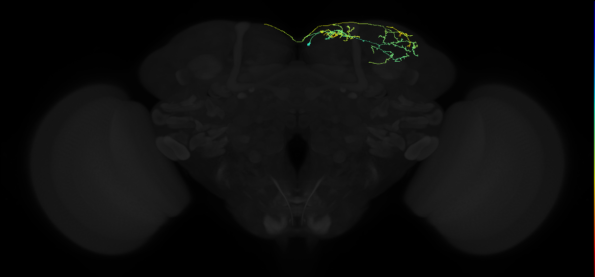 adult superior lateral protocerebrum neuron 218
