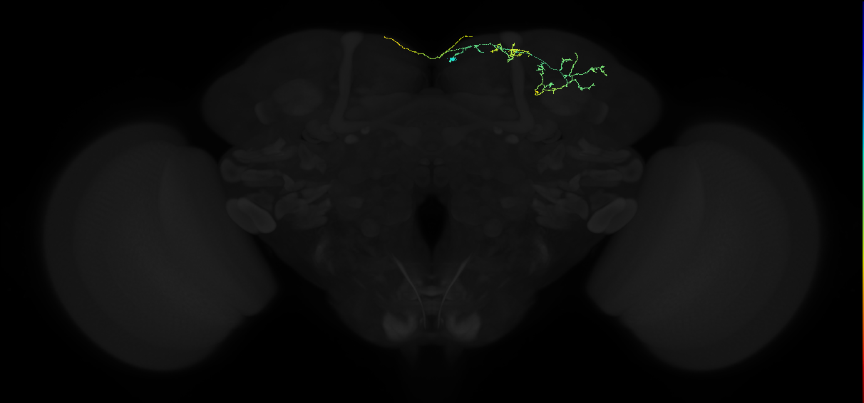 adult superior lateral protocerebrum neuron 218