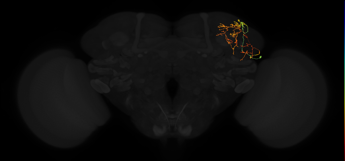adult superior lateral protocerebrum neuron 221