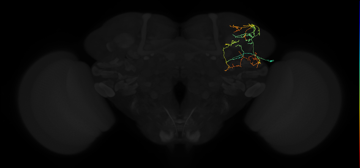 adult superior lateral protocerebrum neuron 225