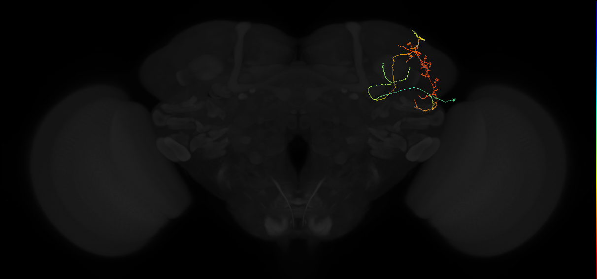 adult superior lateral protocerebrum neuron 226
