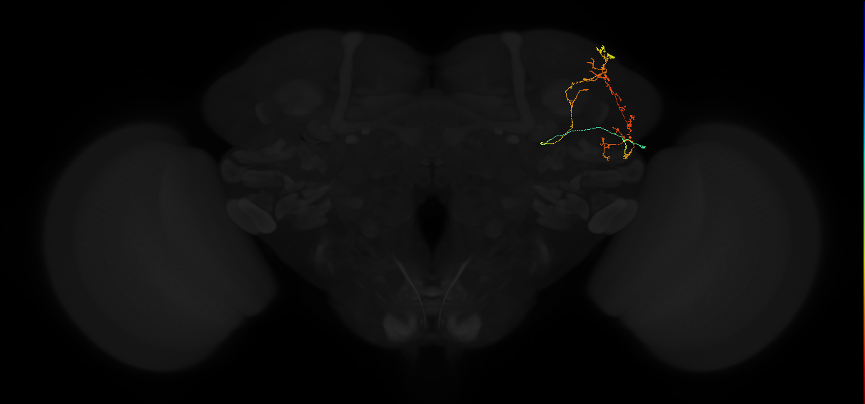 adult superior lateral protocerebrum neuron 226