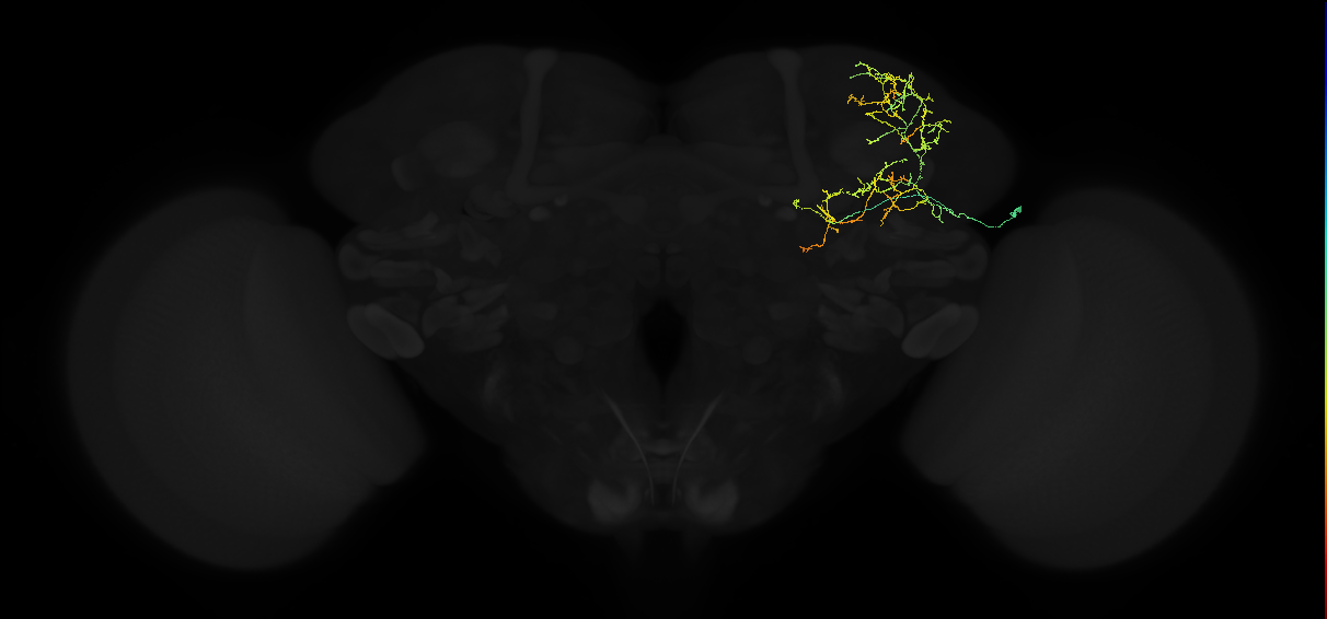 adult superior lateral protocerebrum neuron 227
