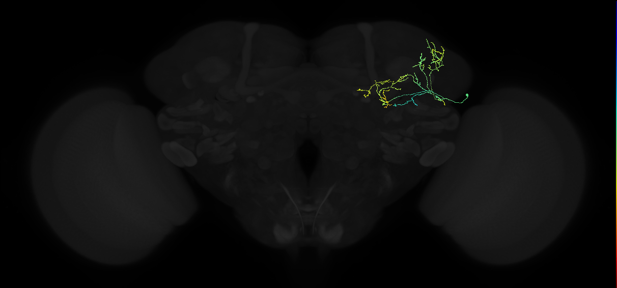 adult superior lateral protocerebrum neuron 228