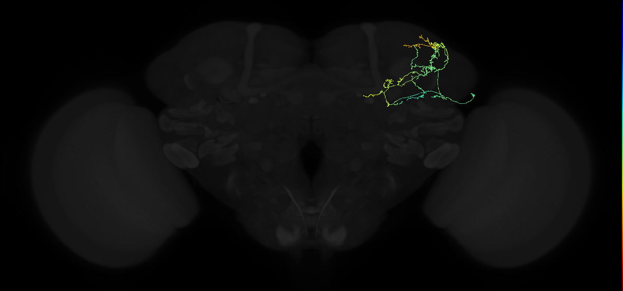adult superior lateral protocerebrum neuron 229