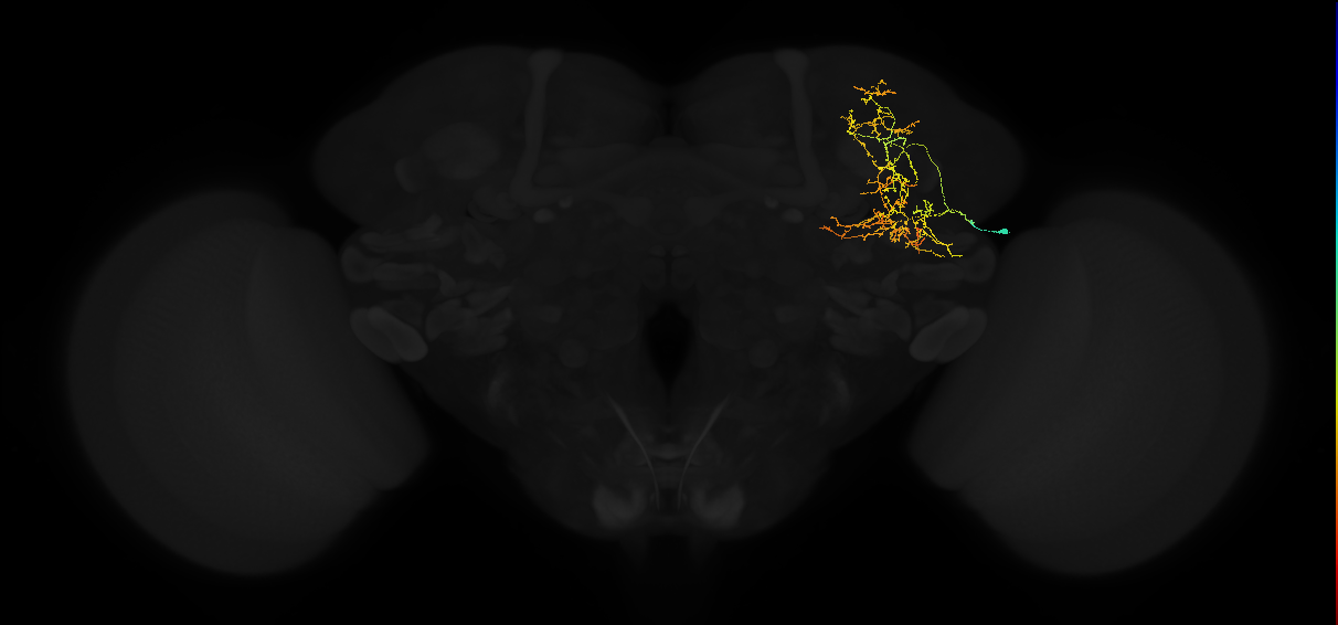 adult superior lateral protocerebrum neuron 231