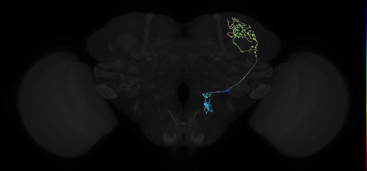adult superior lateral protocerebrum neuron 234
