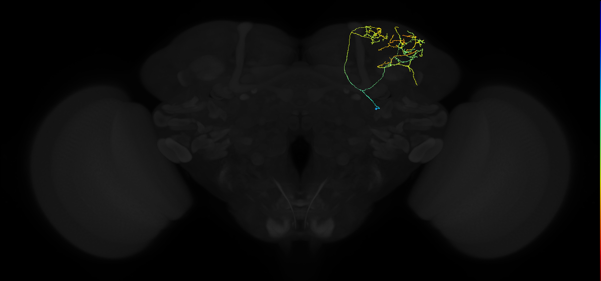 adult superior lateral protocerebrum neuron 240