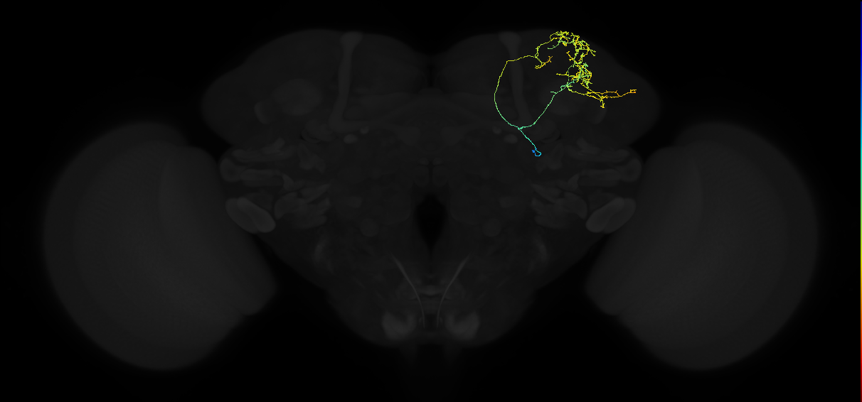 adult superior lateral protocerebrum neuron 241