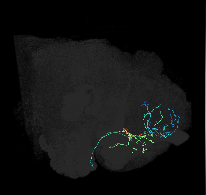 adult superior lateral protocerebrum neuron 242