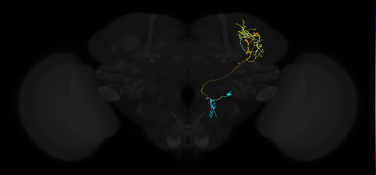 adult superior lateral protocerebrum neuron 243