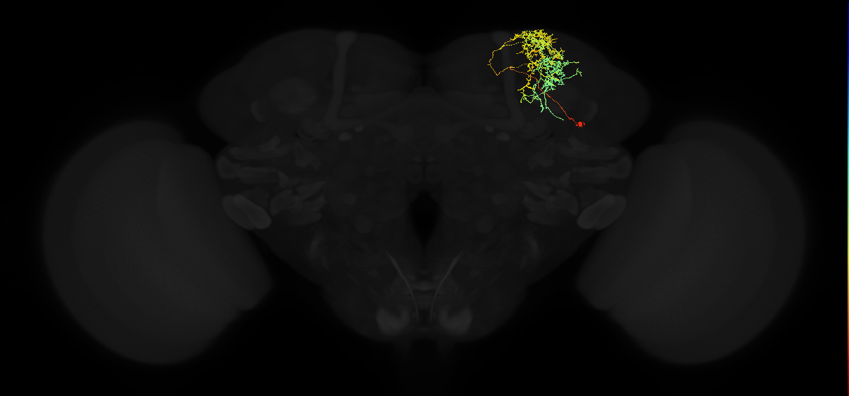 adult superior lateral protocerebrum neuron 244
