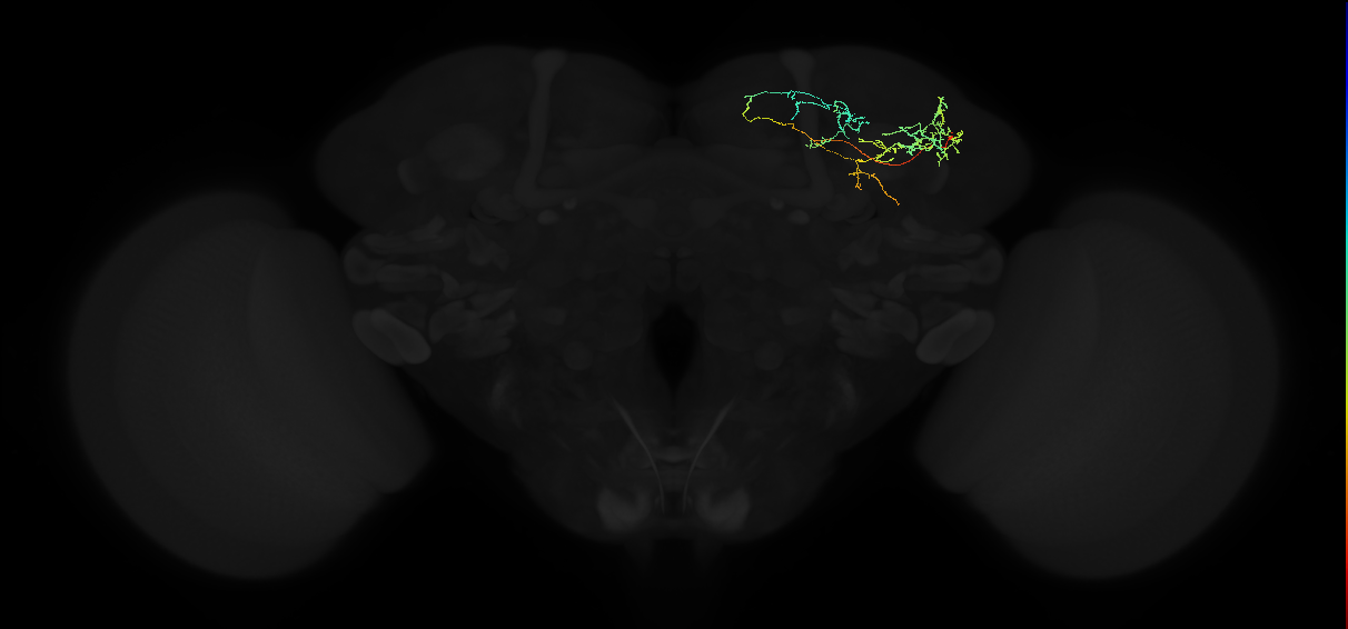 adult superior lateral protocerebrum neuron 245