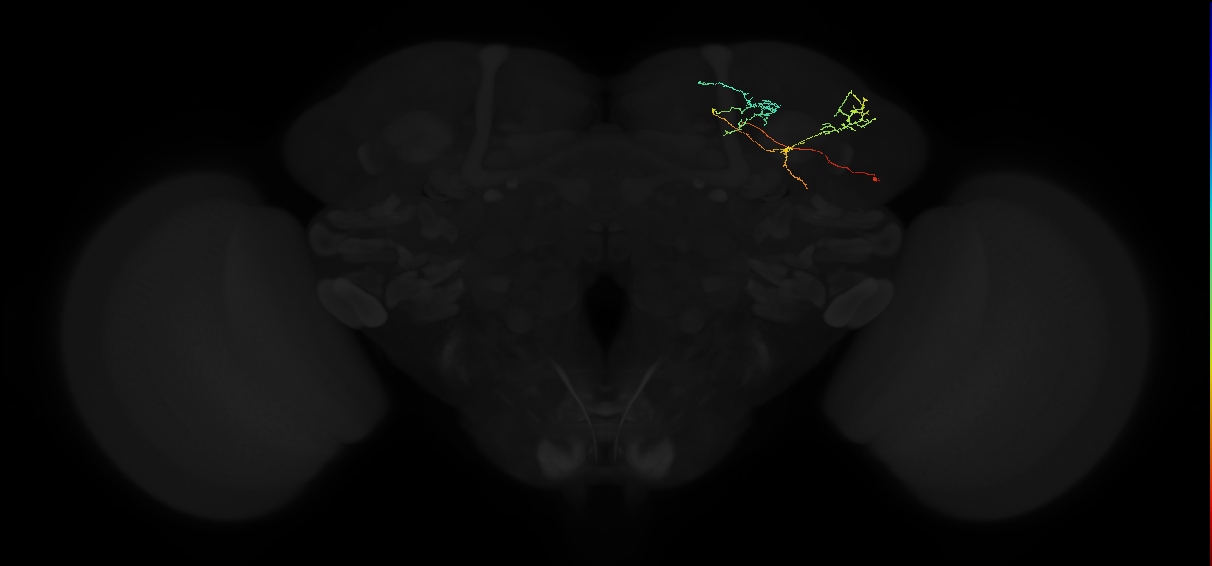adult superior lateral protocerebrum neuron 245