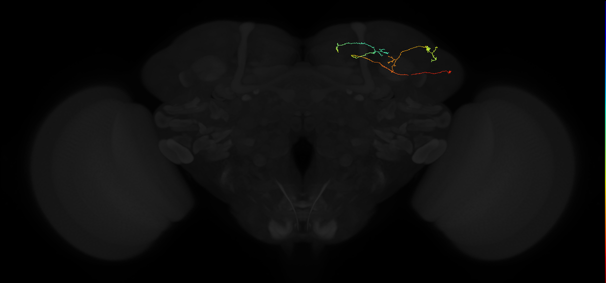 adult superior lateral protocerebrum neuron 246