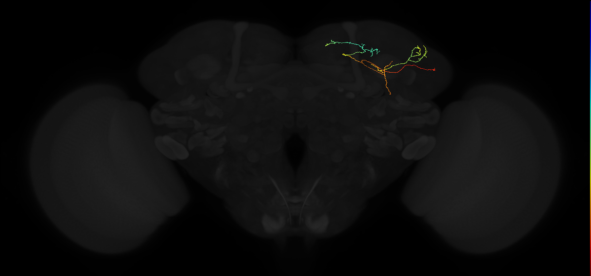 adult superior lateral protocerebrum neuron 246