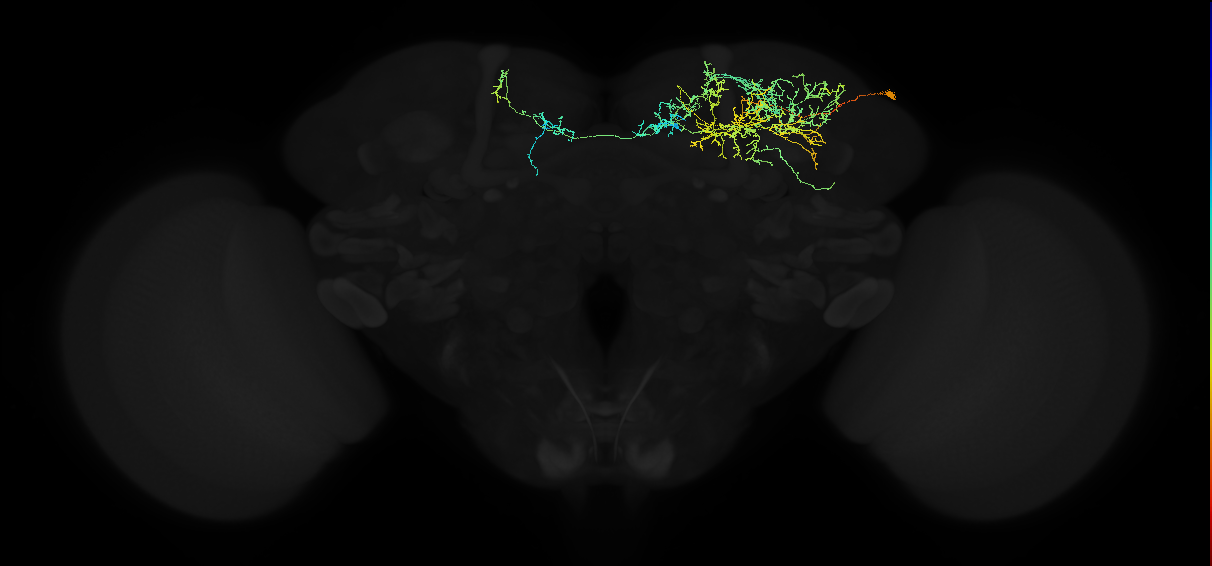 adult superior lateral protocerebrum neuron 247
