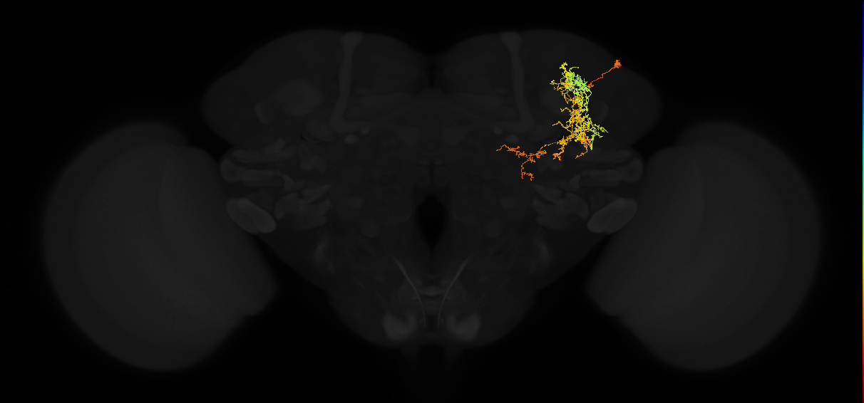 adult superior lateral protocerebrum neuron 248