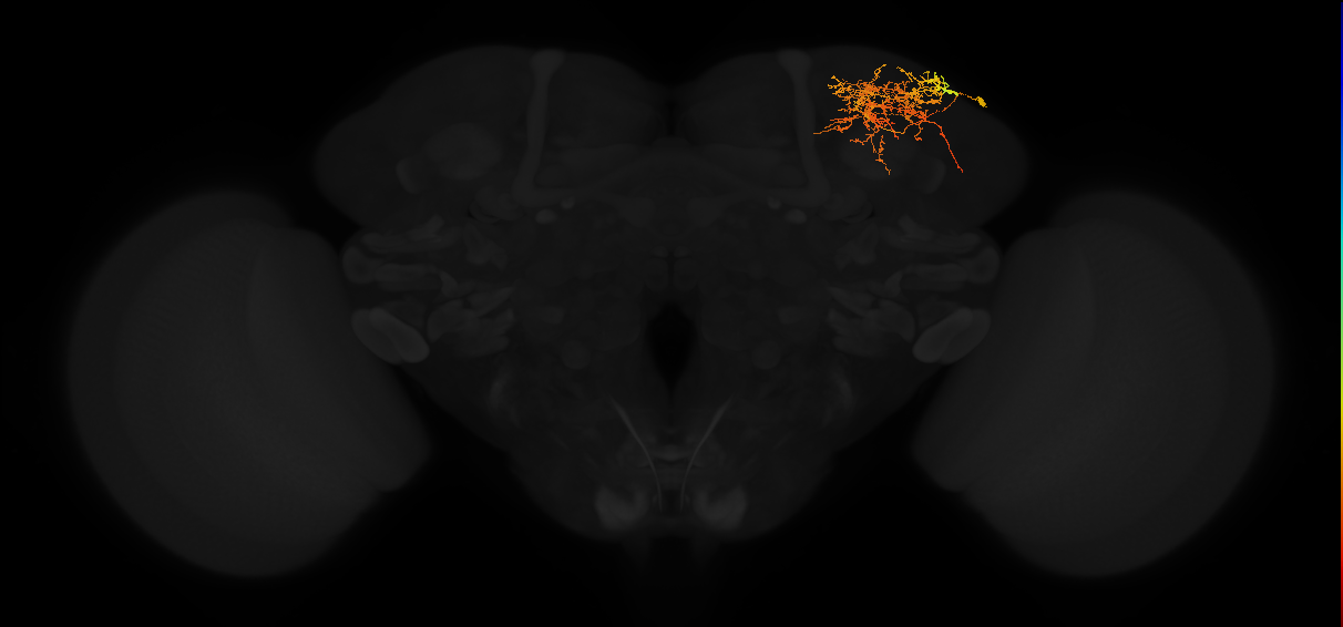 adult superior lateral protocerebrum neuron 251
