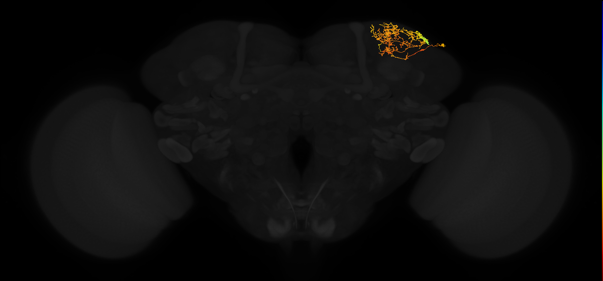 adult superior lateral protocerebrum neuron 252