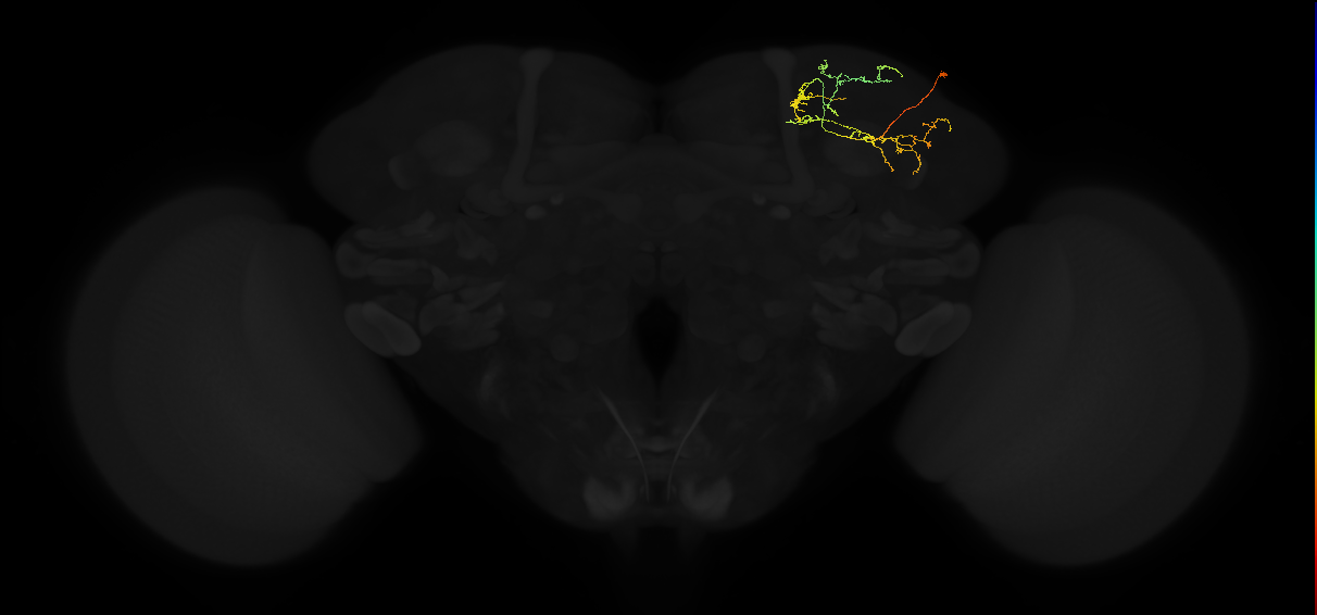 adult superior lateral protocerebrum neuron 253