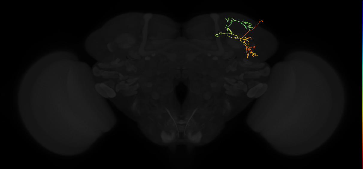 adult superior lateral protocerebrum neuron 254