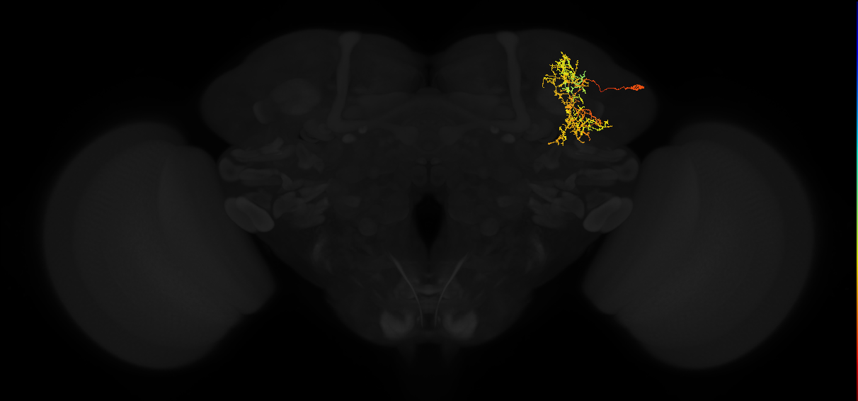 adult superior lateral protocerebrum neuron 255