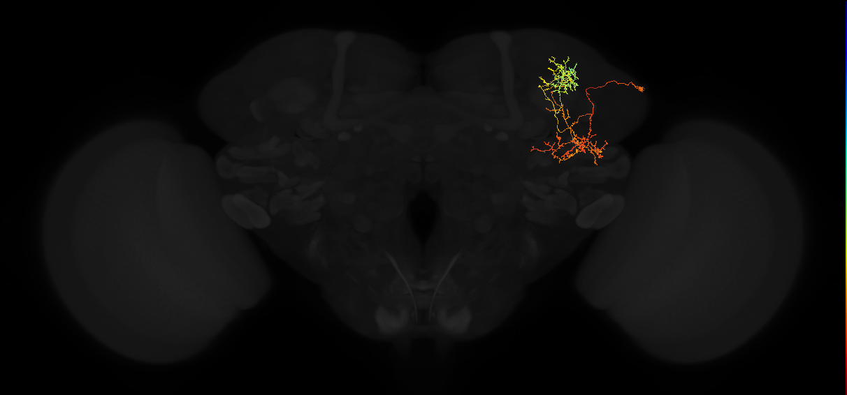 adult superior lateral protocerebrum neuron 256