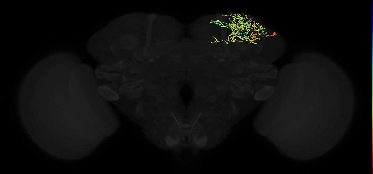 adult superior lateral protocerebrum neuron 258