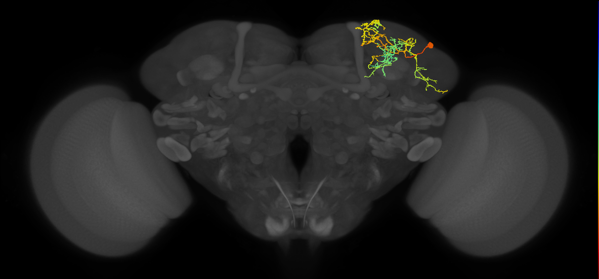 SLP259_R (FlyEM-HB:297520036)