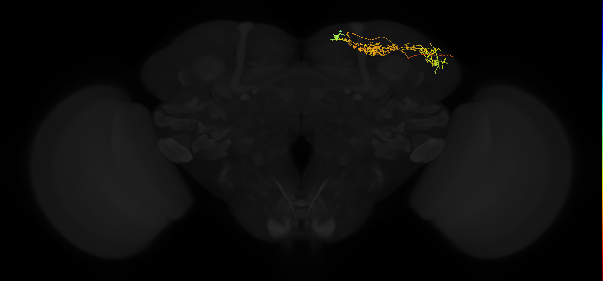 adult superior lateral protocerebrum neuron 263