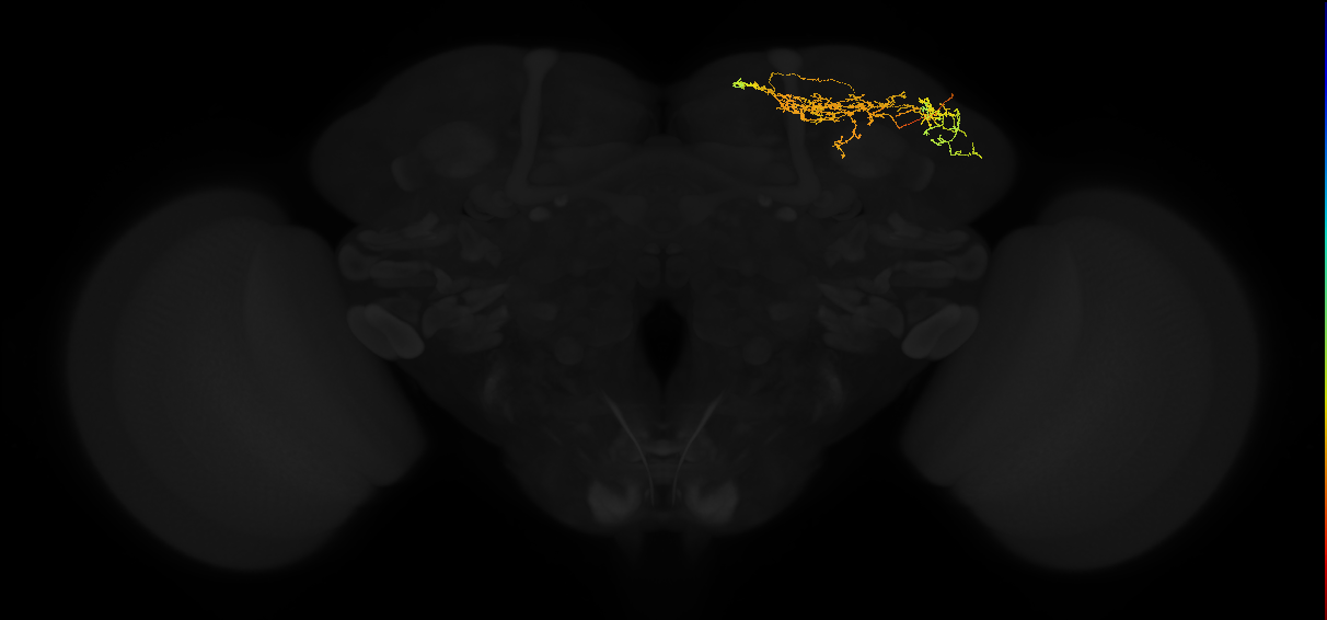 adult superior lateral protocerebrum neuron 263