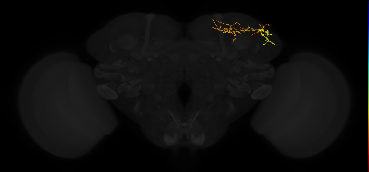 adult superior lateral protocerebrum neuron 264