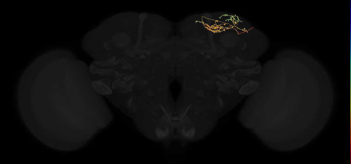 adult superior lateral protocerebrum neuron 265