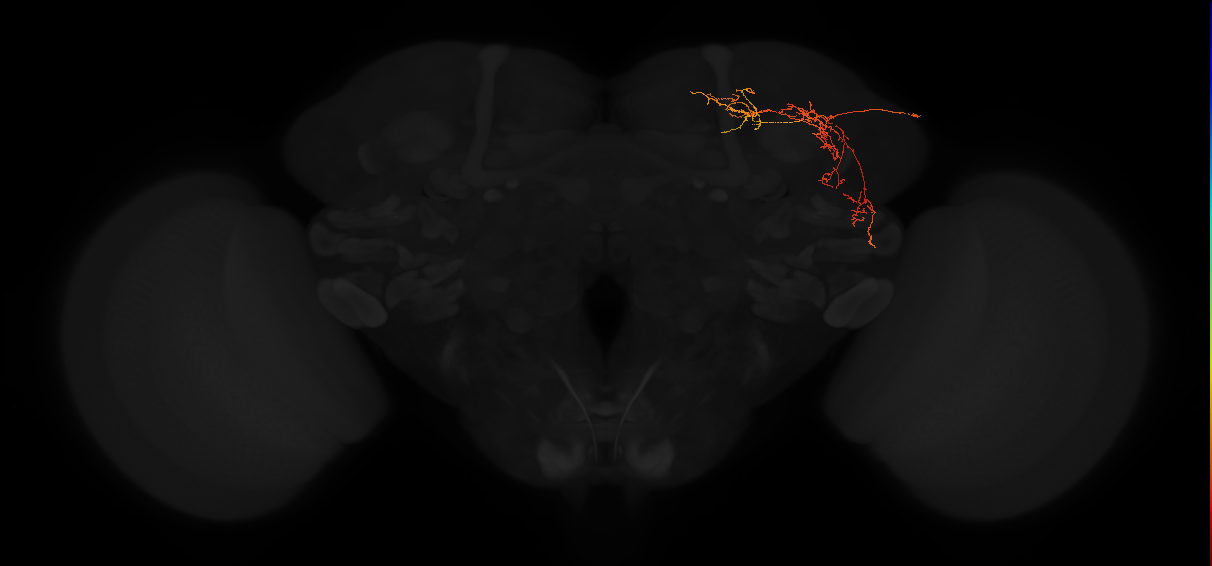 adult superior lateral protocerebrum neuron 266