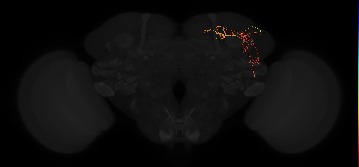 adult superior lateral protocerebrum neuron 267