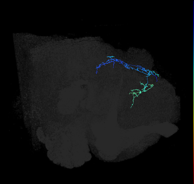 SLP267_R (FlyEM-HB:540679089)