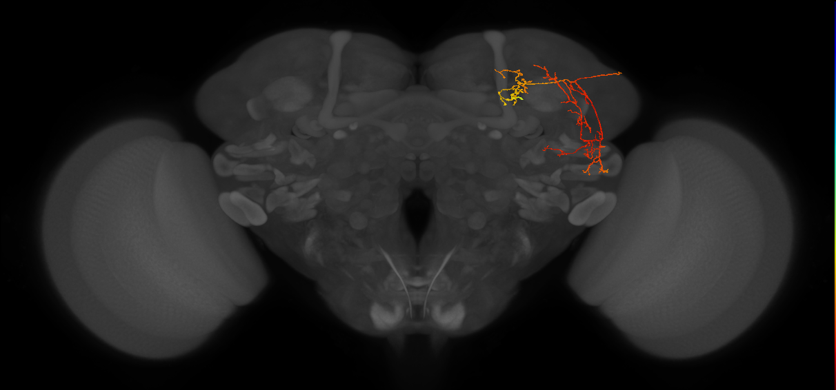 SLP267_R (FlyEM-HB:540679089)