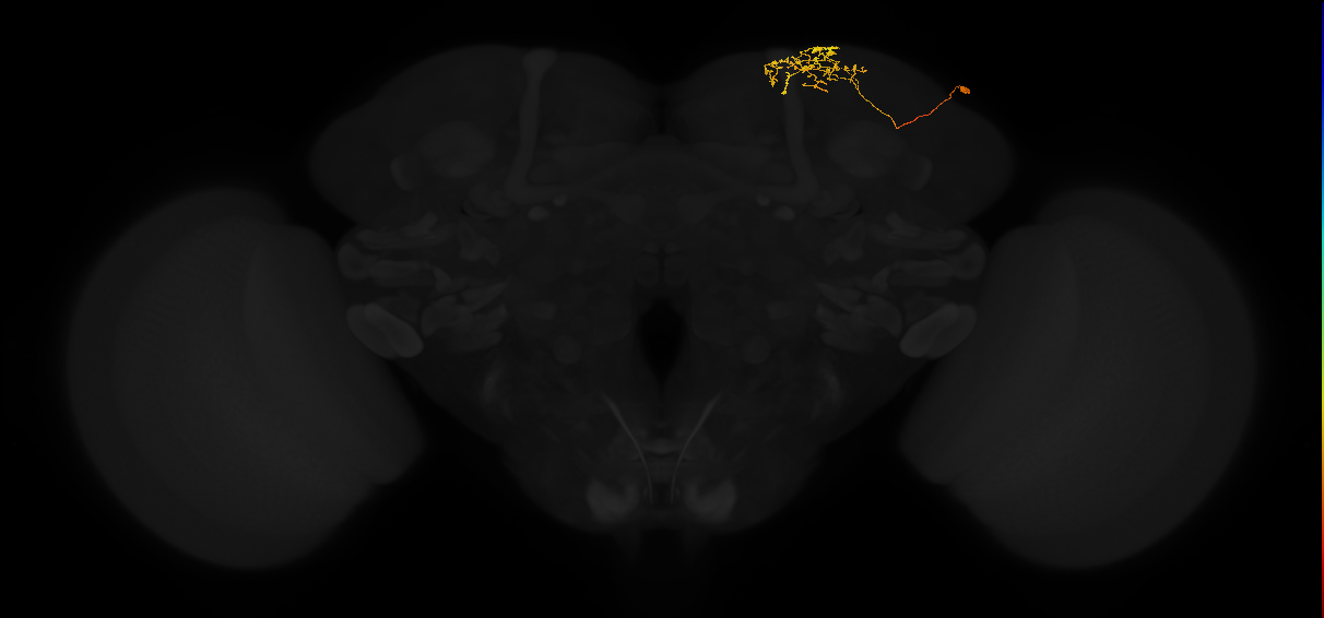 adult superior lateral protocerebrum neuron 268