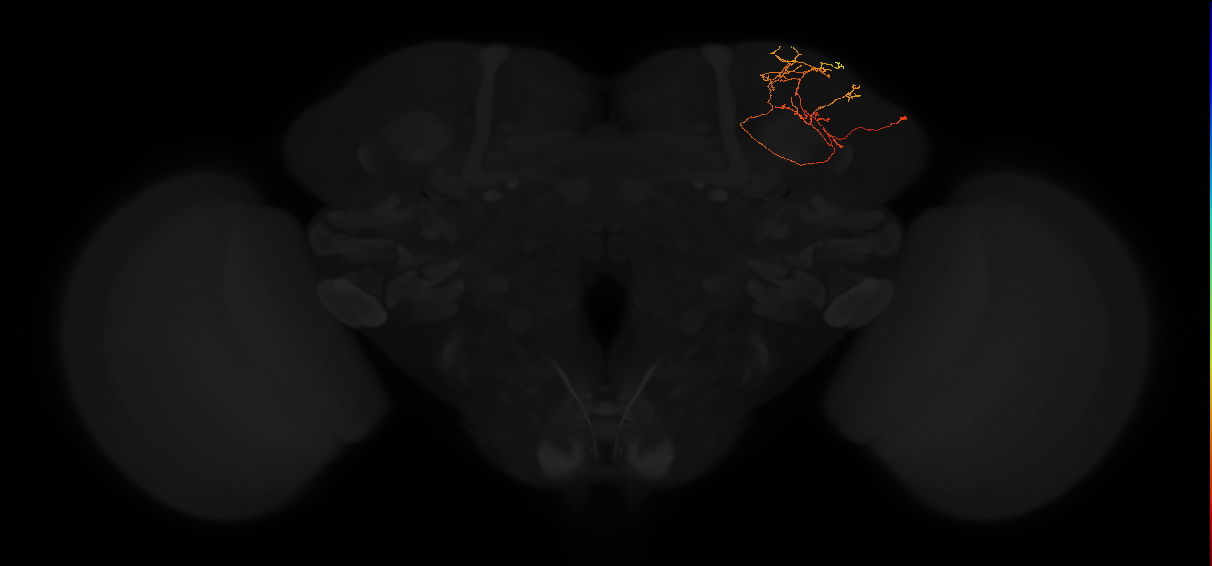 adult superior lateral protocerebrum neuron 272