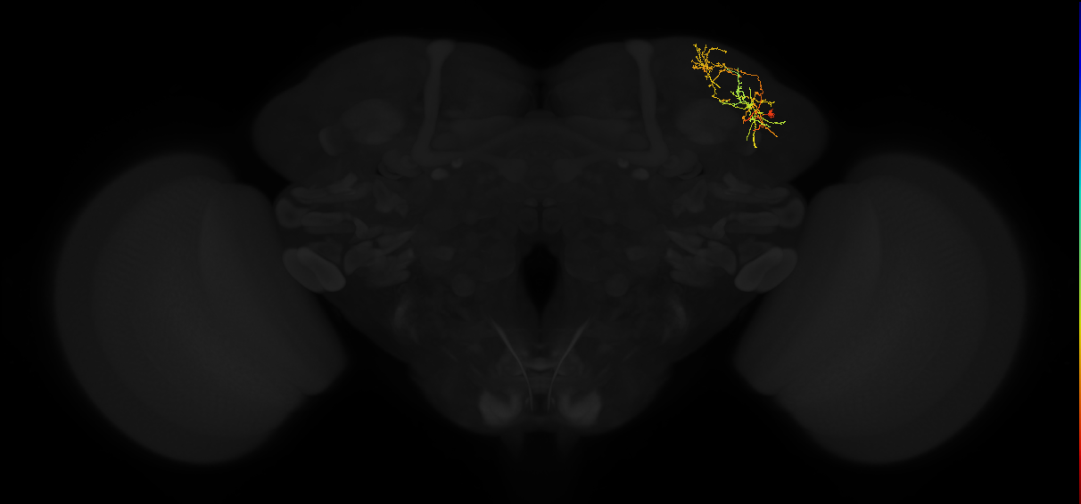adult superior lateral protocerebrum neuron 274