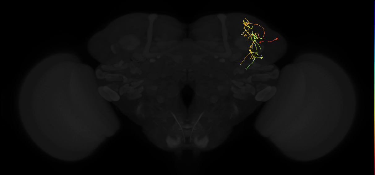 adult superior lateral protocerebrum neuron 275
