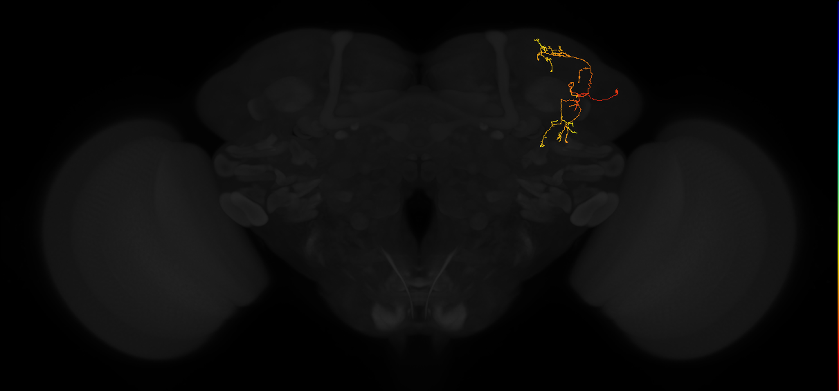 adult superior lateral protocerebrum neuron 276