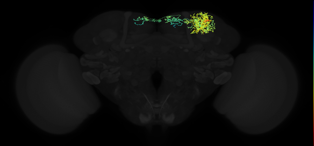 adult superior lateral protocerebrum neuron 279