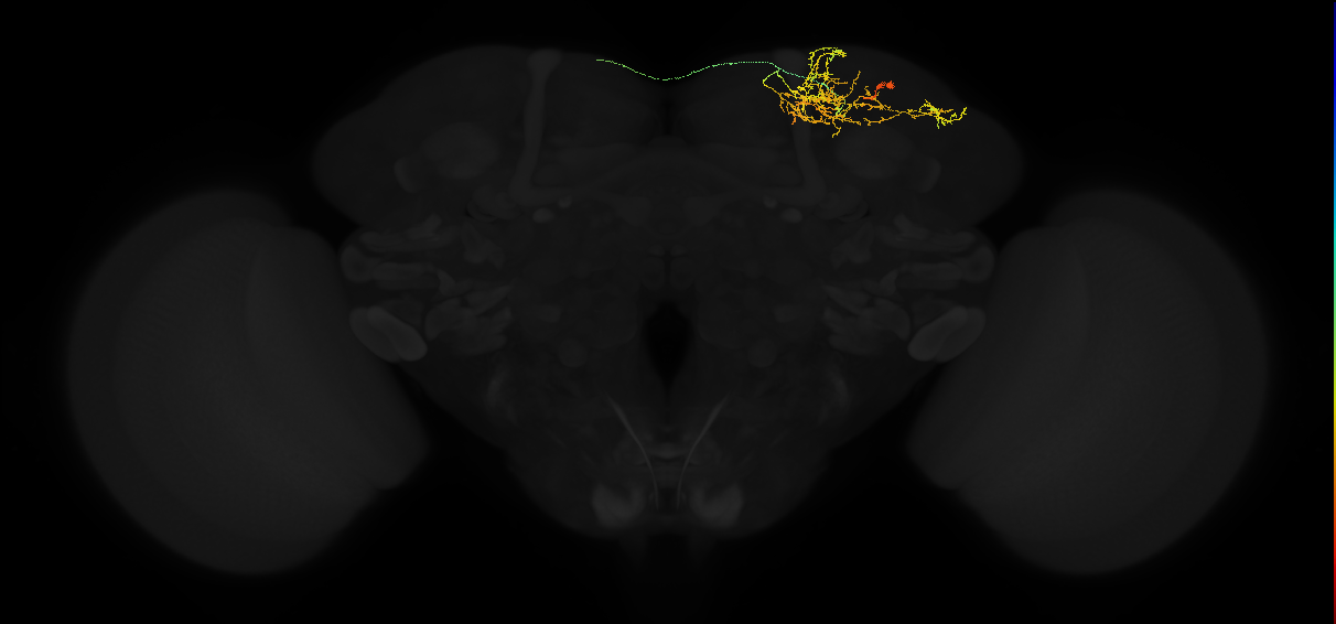 adult superior lateral protocerebrum neuron 281