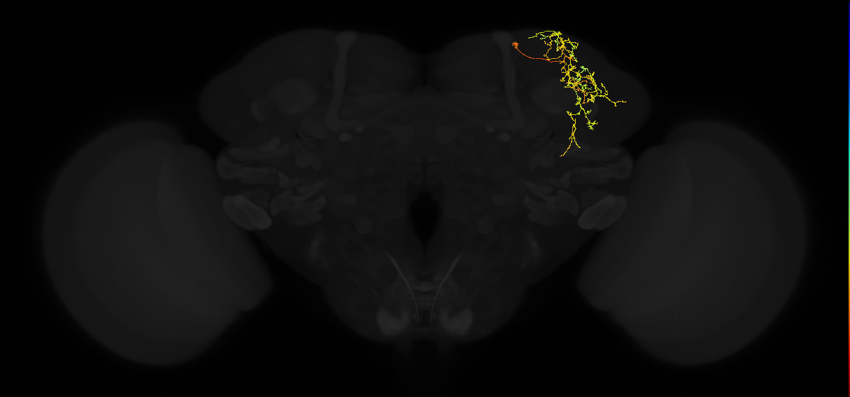 adult superior lateral protocerebrum neuron 282